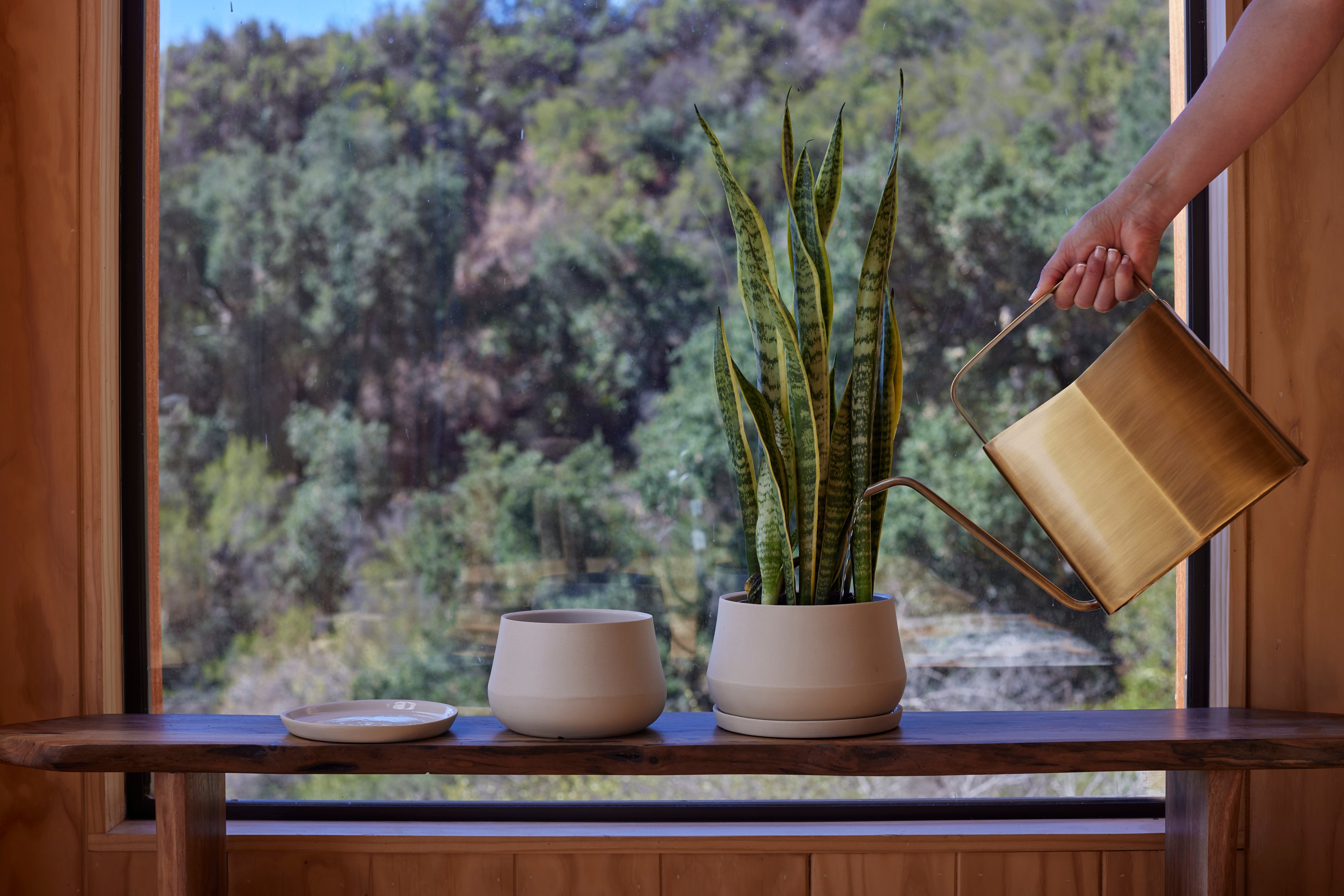 The Tools We Trust for Everyday Plant Care