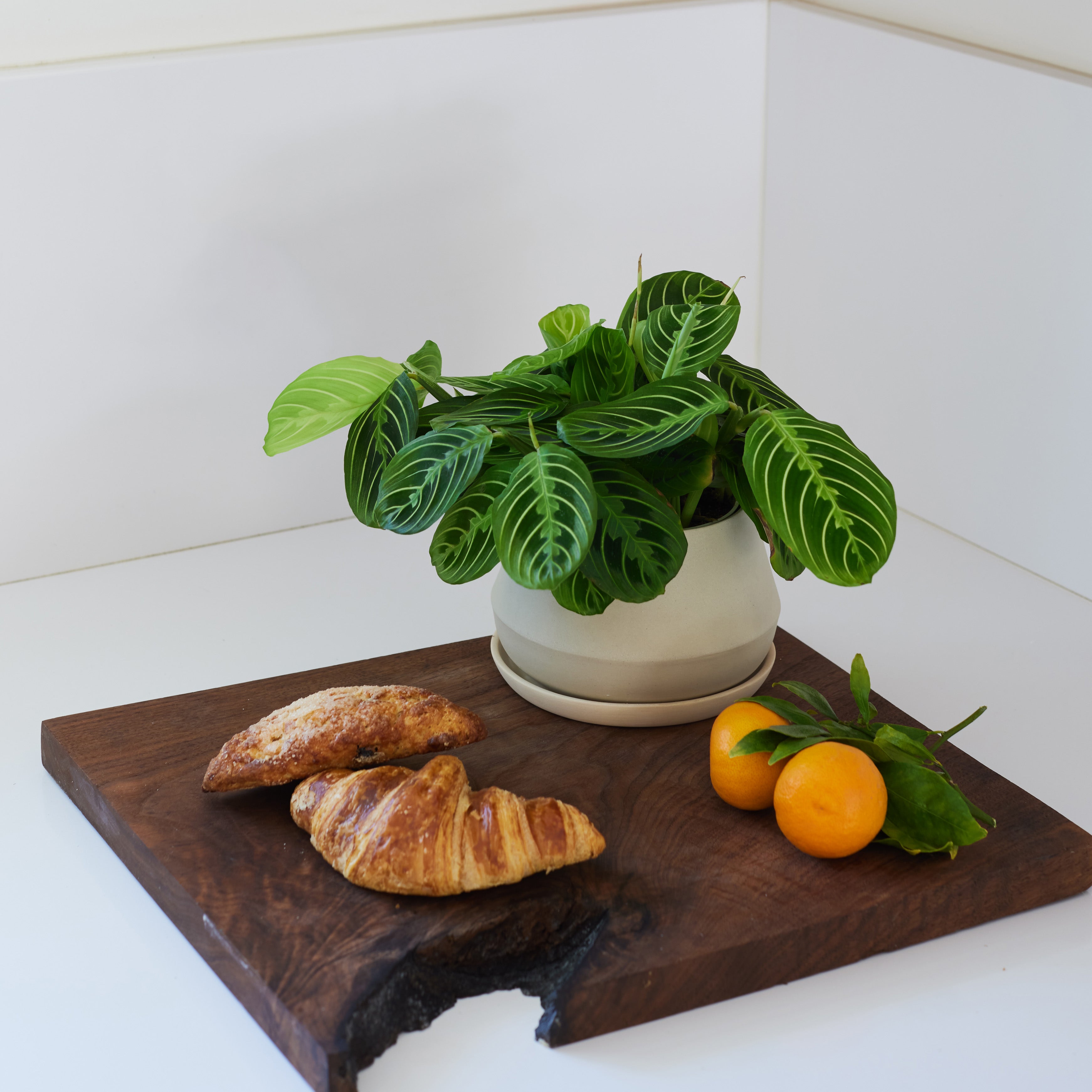 Lifestyle photo of a sand Rancho Planter with a green plant planted inside of it, on top of a cutting board with croissants and oranges.
