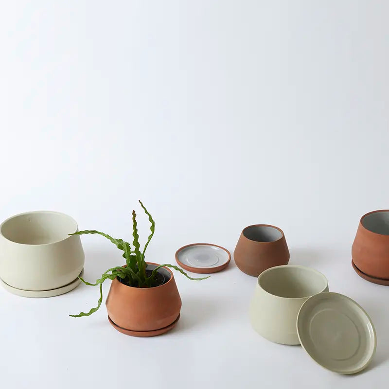 Set of ceramic pots and plant on a white background