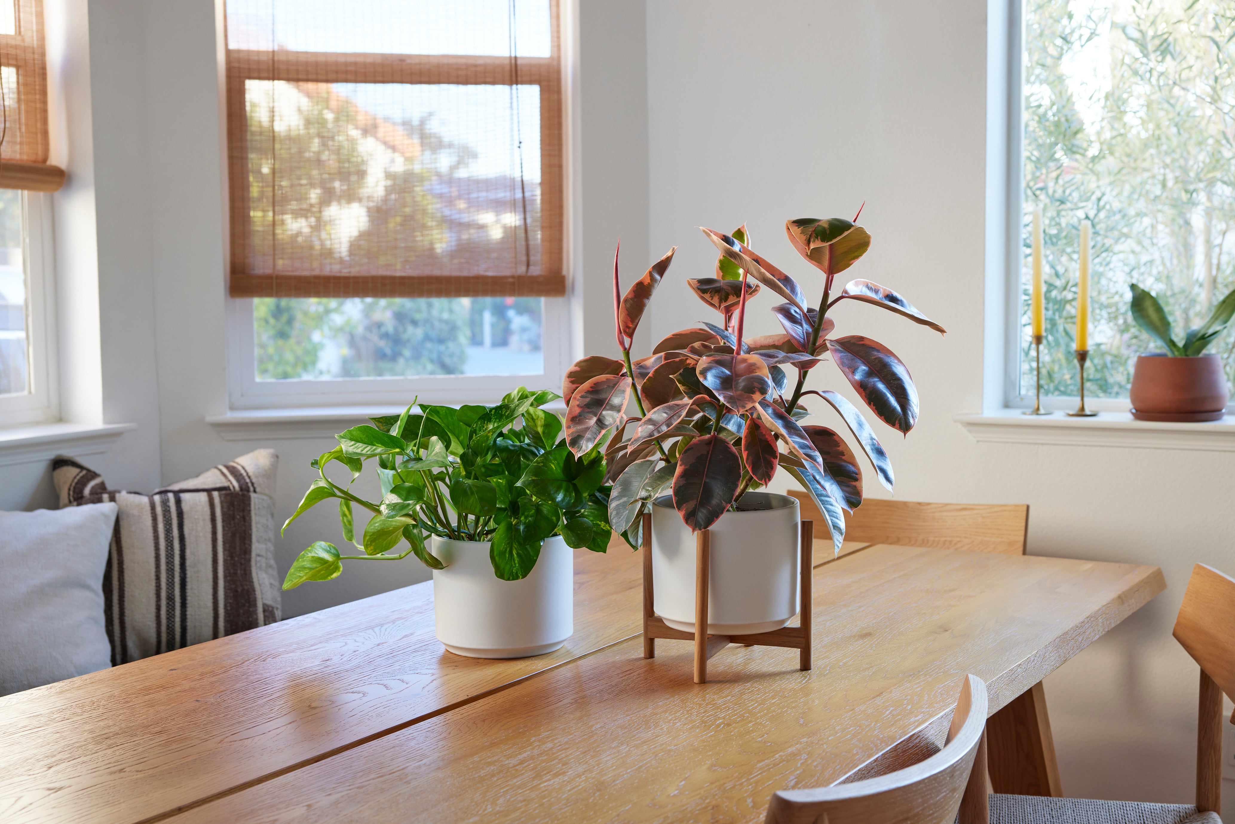 Two white ceramic planters on a wooden table in a light filled kitchen.