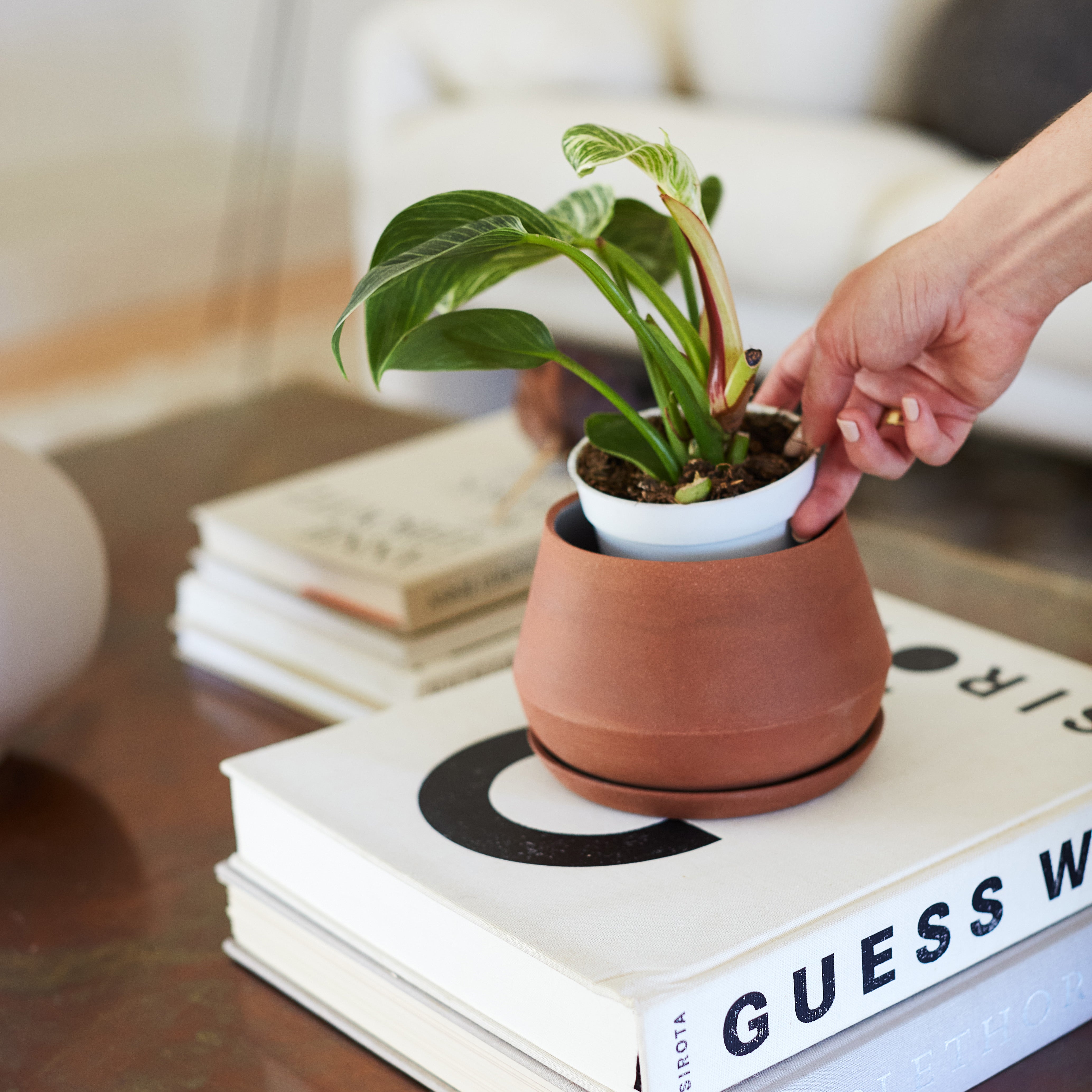 Lifestyle photo of a hand placing a grow pot plant inside of a terra cotta Rancho Planter, on top of a stack of books on a coffee table.