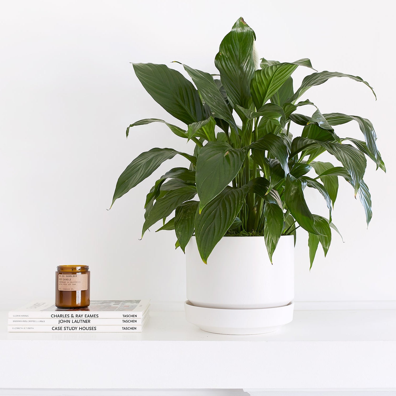 Potted plant on a white surface with a white background