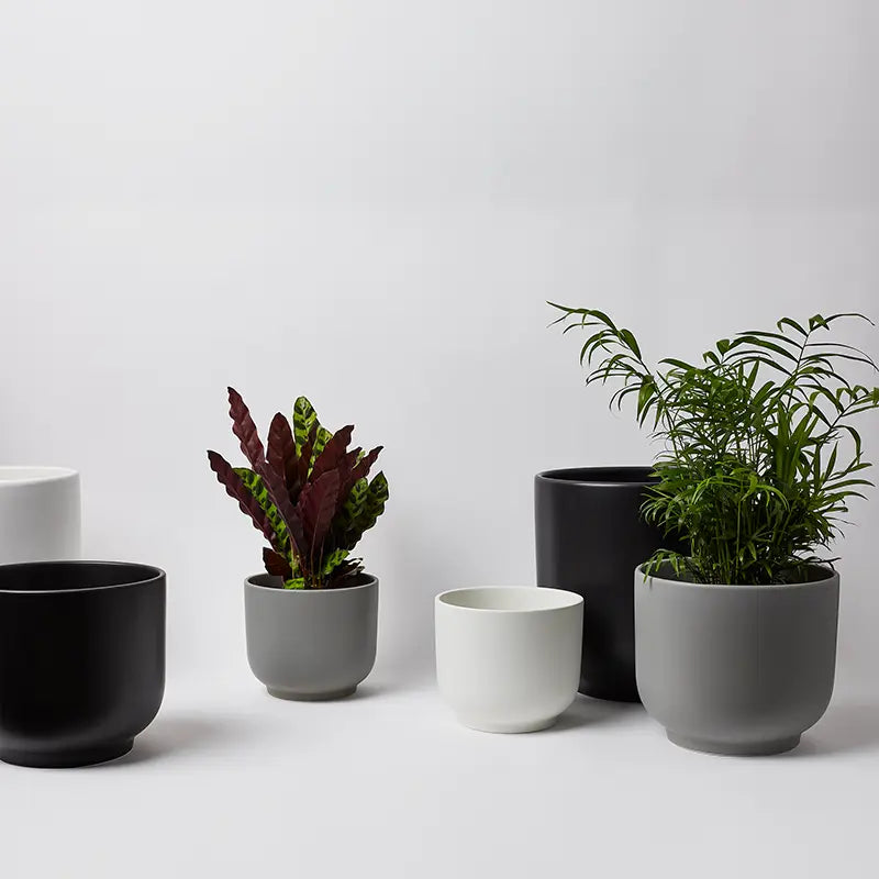 Collection of potted plants in various pots on a light gray background