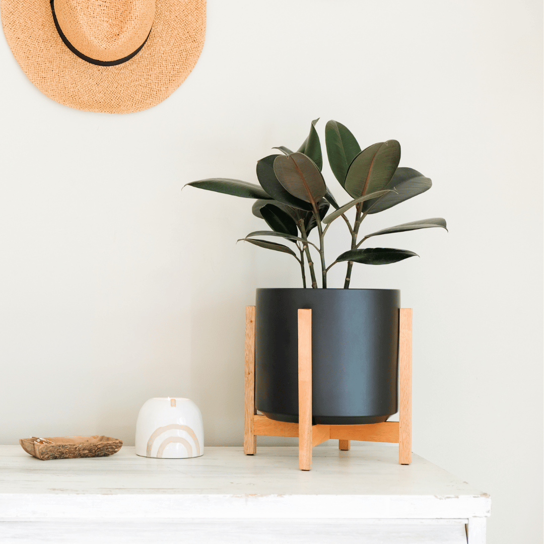 A Black ceramic cylinder planter with a dark mahogany wooden stand, suitable for indoor use without a drainage hole.