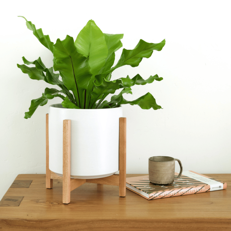 Green potted plant on a wooden stand with a mug and notebook on a wooden surface.