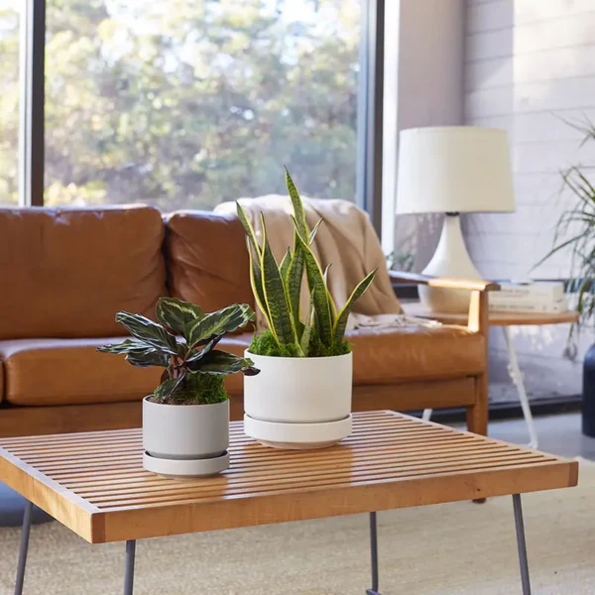 lifestyle shot of revival ceramics round two planters on a mid-centry table