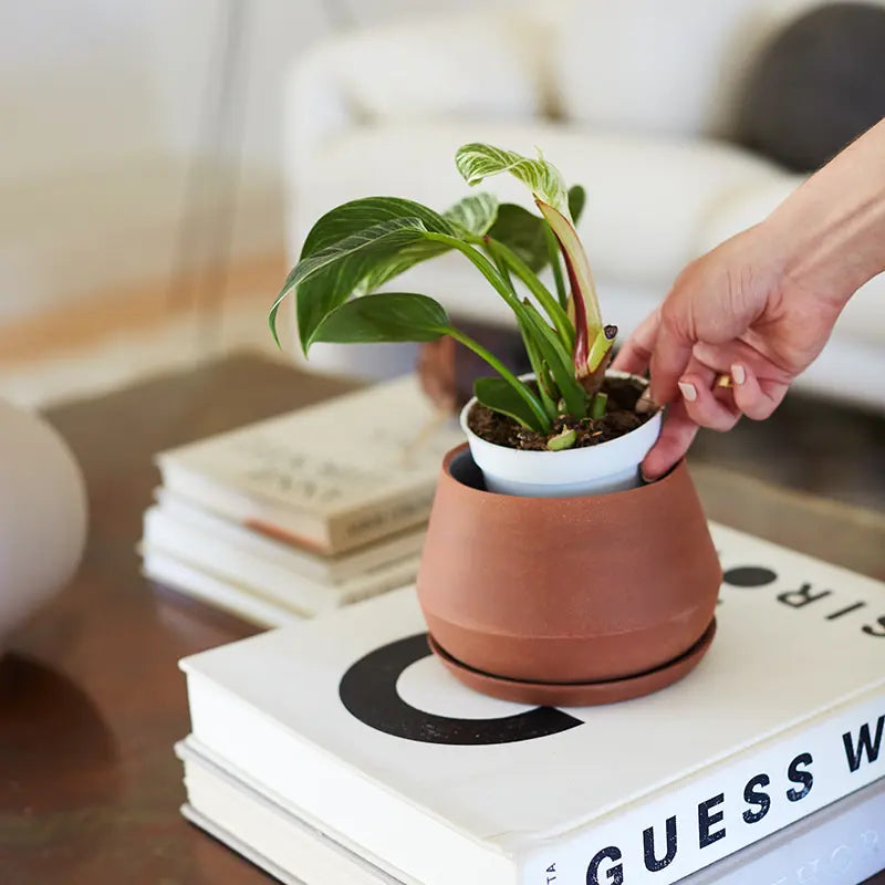 Person holding a small potted plant on top of a book with a blurred indoor setting