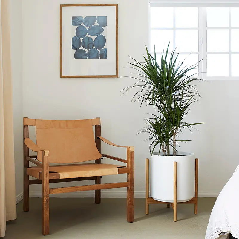 Wooden chair with a plant in a white pot against a light wall with a framed abstract art piece.