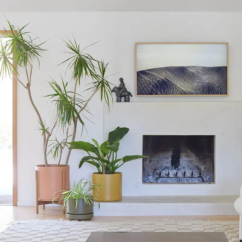 Modern living room with plants, a fireplace, and framed artwork.