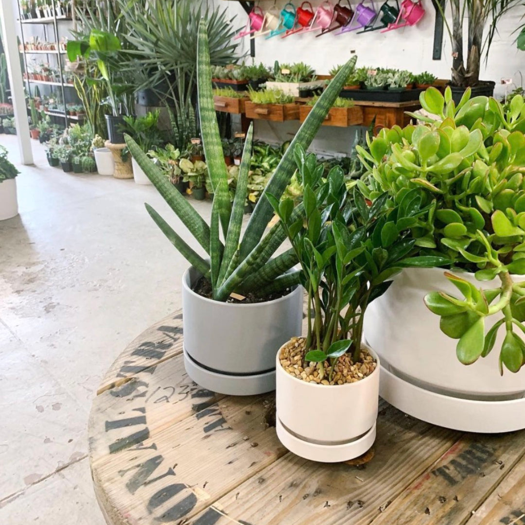 Plant a Seed Spotlight - Positive Change with Lawrence & Clarke Cacti Co.