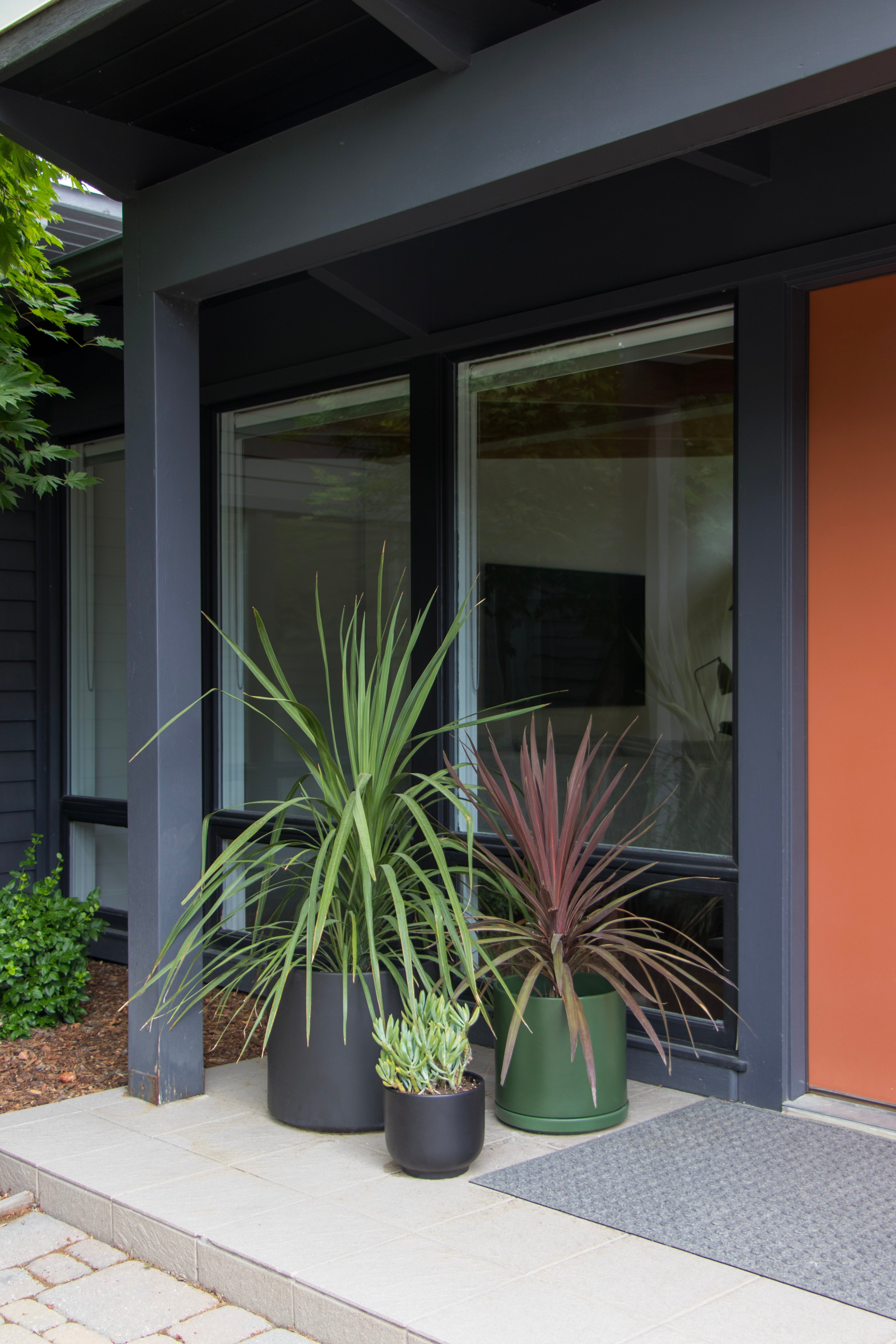 Bringing the Outdoors In: How to Transition Your Plants Indoors This Fall