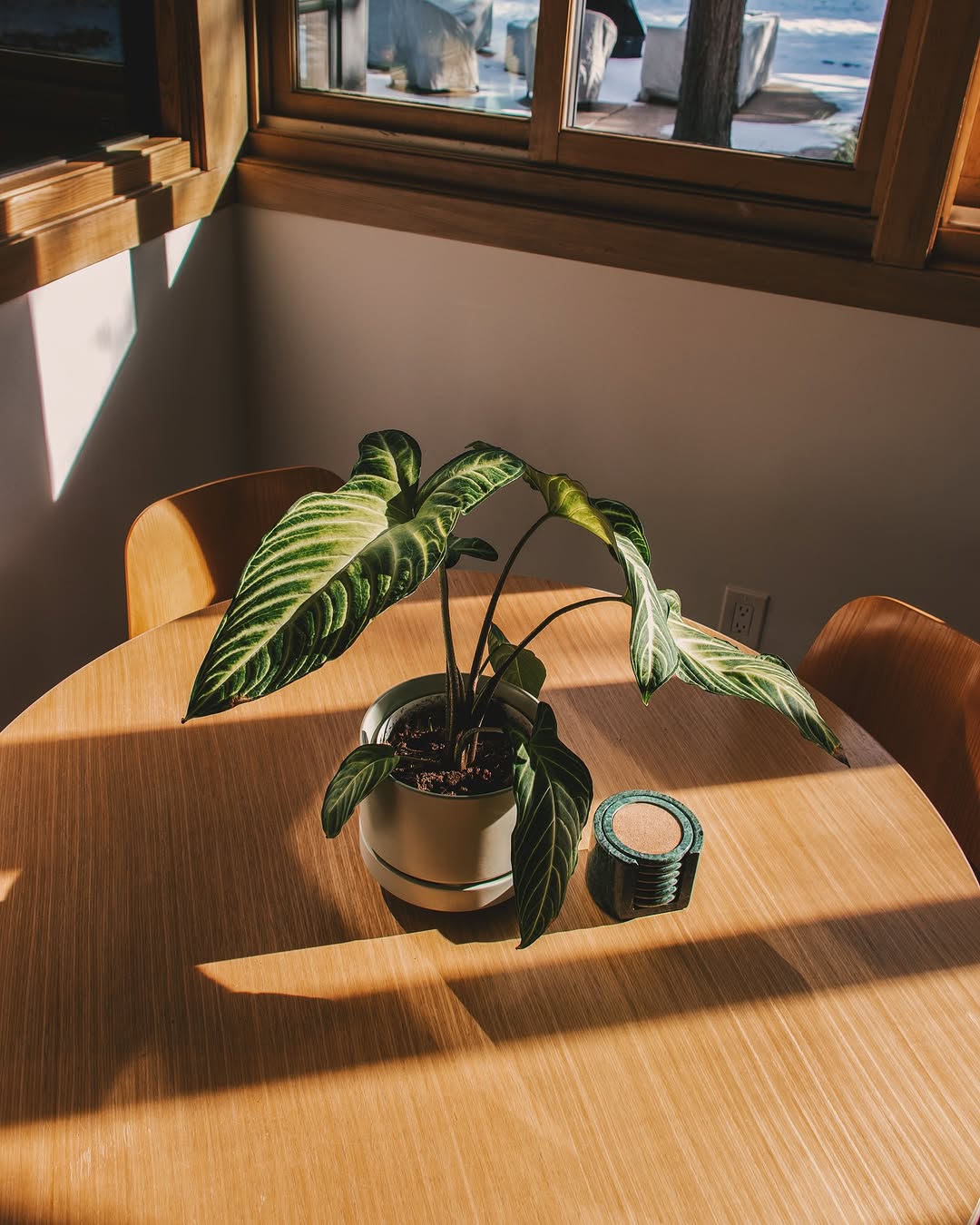 The Color Diaries: The Case for Living with Green