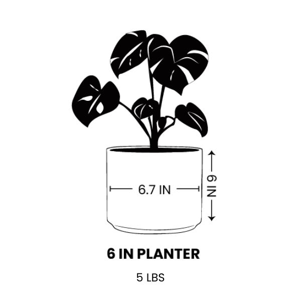 Line drawing for 6 Inch / Black