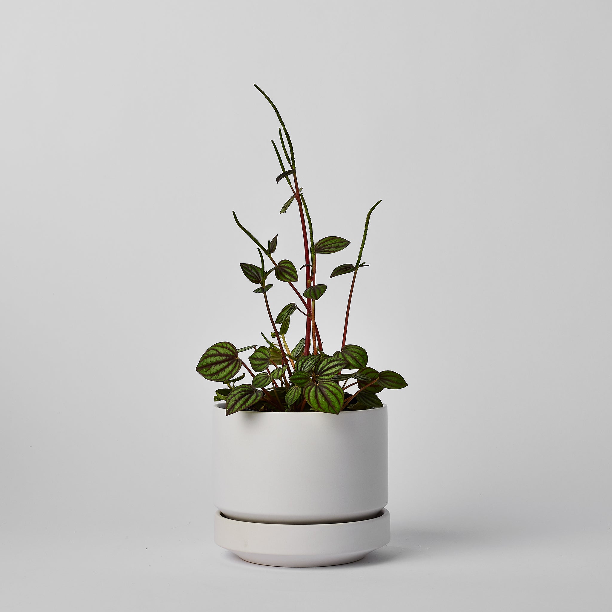 SRL.ROUNDTYPE PLANT POT-M カタチ製作所2 SRL.ROUNDTYPE PLANT POT-M カタチ製作所2 SRL TAPEREDTYPE PLANT POT