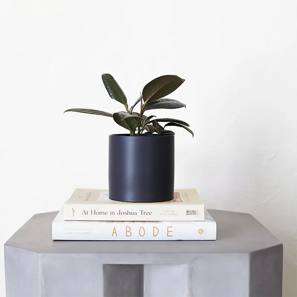Potted plant on top of two books with a plain background