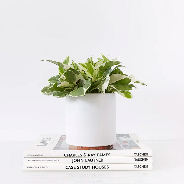 White pot with green plant on a book titled 'Case Study Houses' by Charles & Ray Eames and John Lautner.