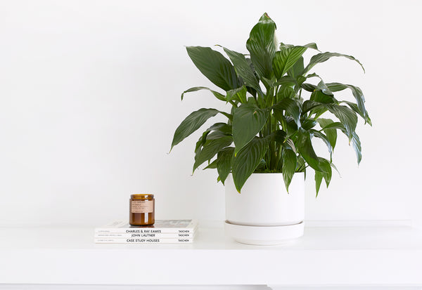 Potted plant on a white surface with a white background