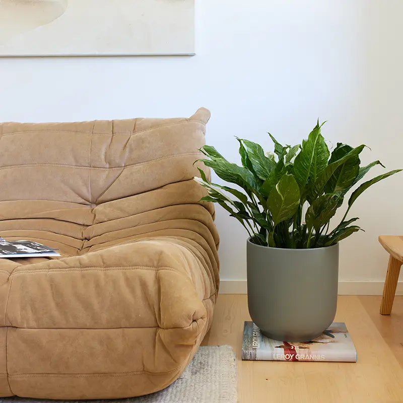 Beige sofa with a plant in a gray pot on a wooden table in a room.