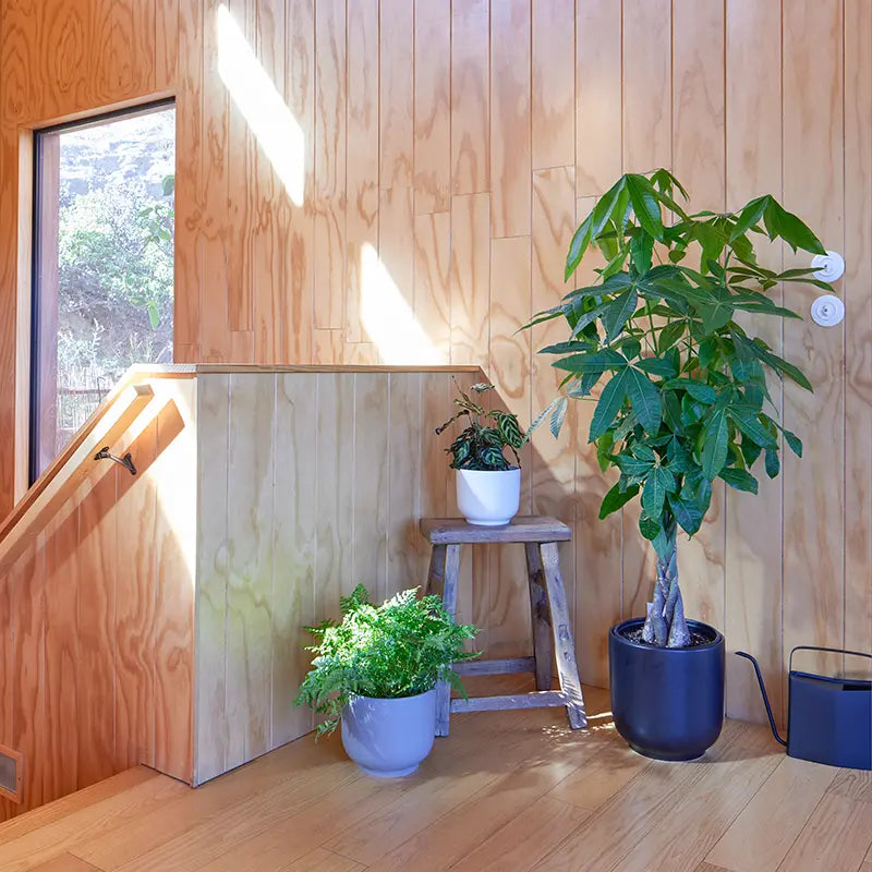 Indoor setting with wooden walls and floor, featuring potted plants on a stool and against the wall.