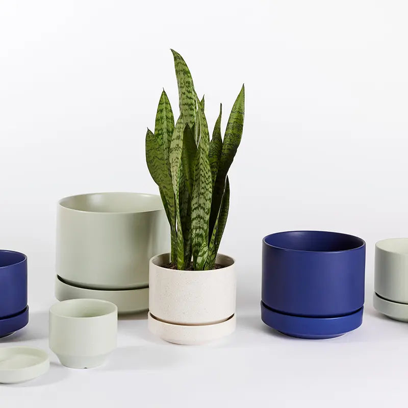 Collection of various plant pots with a snake plant on a white background