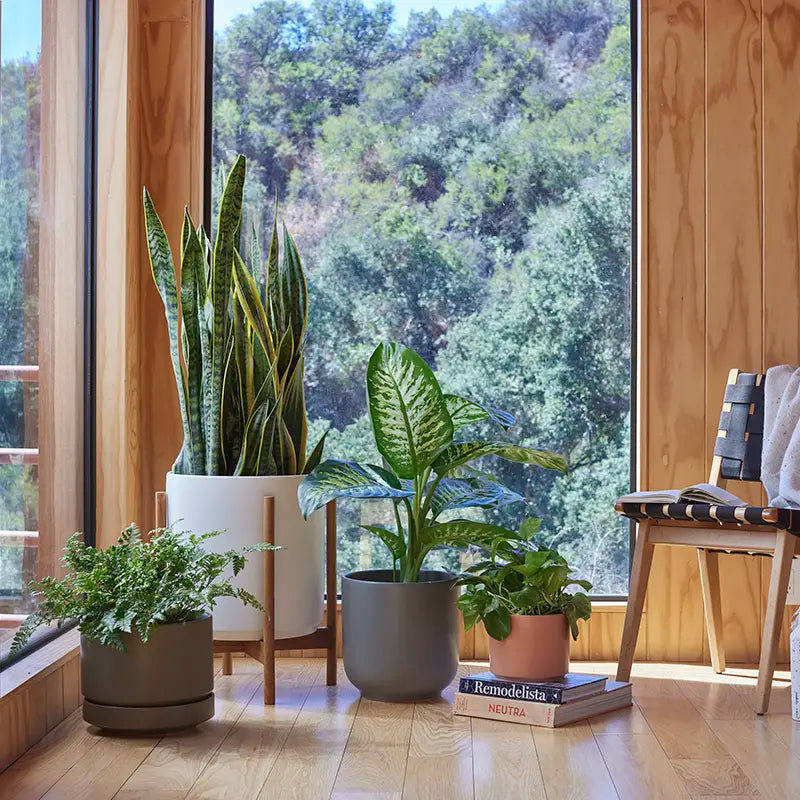 Potted plants on a windowsill with a view of trees outside